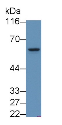 5085
