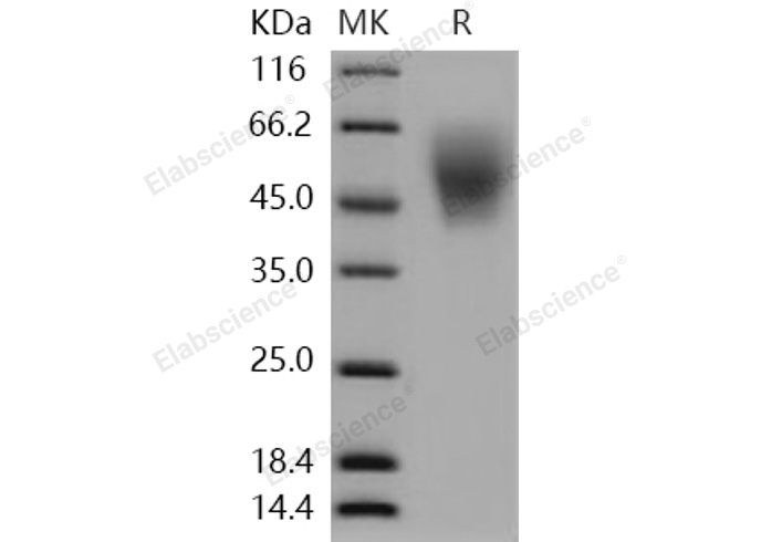 Валидация Elabscience PKSH031085(1875)