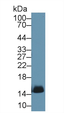 9654