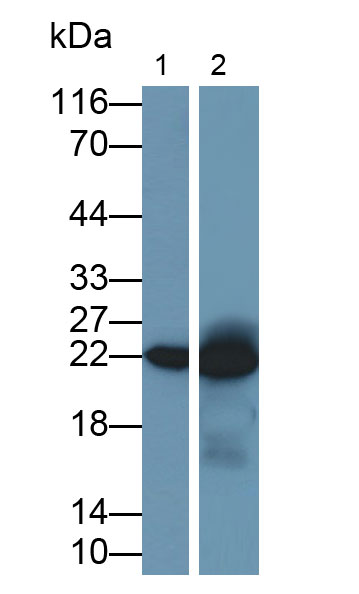 32647