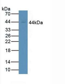 5694