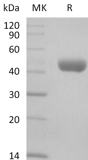 Валидация Elabscience PKSM041226(5130)