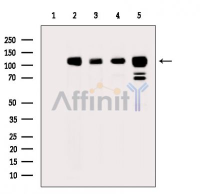 Валидация Affinity DF13778 - 9445