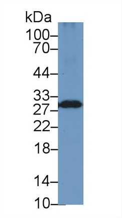13234