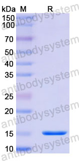 Валидация SDS-PAGE - AntibodySystem RHA26601