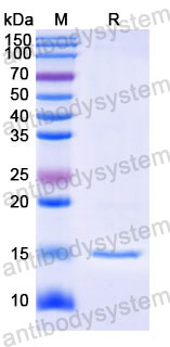 Валидация SDS-PAGE - AntibodySystem RHD79301