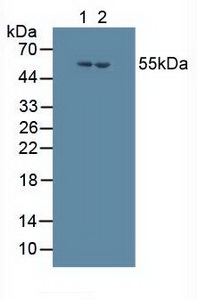 5683