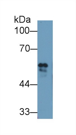 9680