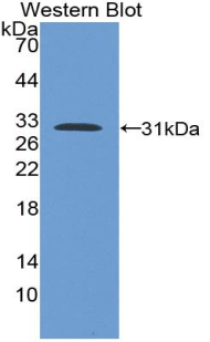 54909