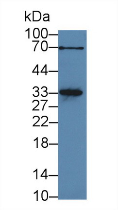 10102