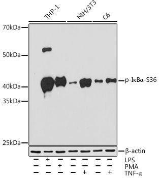 AP0999, вестерн-блоттинг, лизаты клеток THP-1, NIH/3T3 и C6 (22895)
