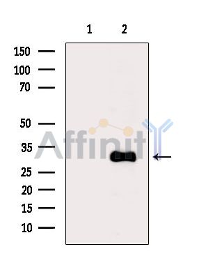 Валидация Affinity DF3736 - 14797