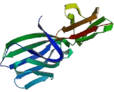 Lymphocyte Function Associated Antigen 2 (LFA2)