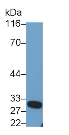26721