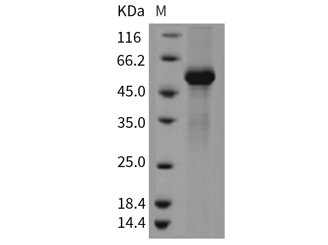 Валидация Elabscience PKSM040393(4393)