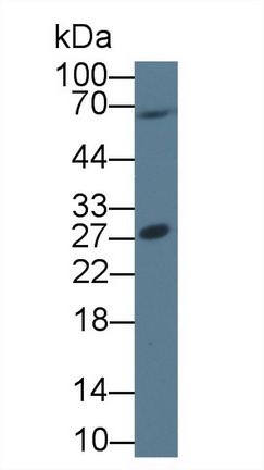 8776