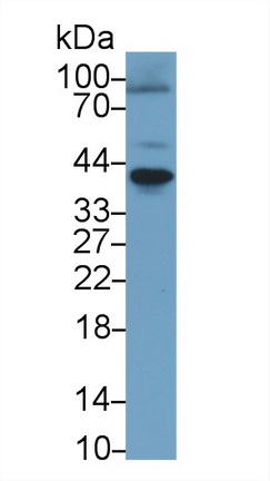 10236