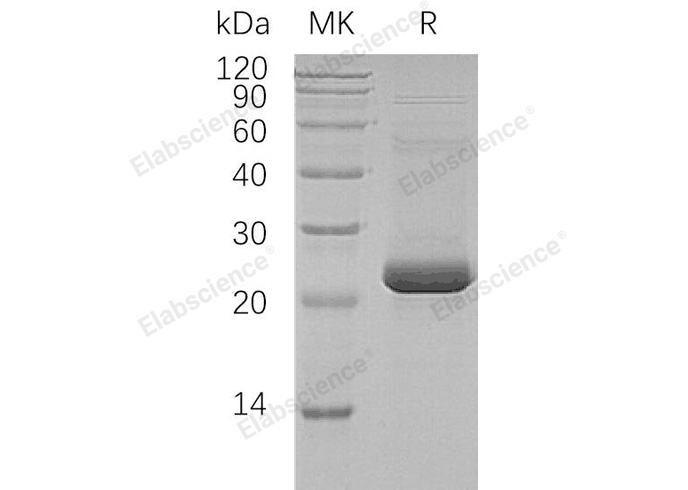 Валидация Elabscience PKSH032549(3005)