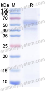 Валидация AntibodySystem EHB91601