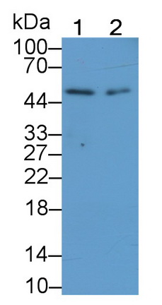 25034