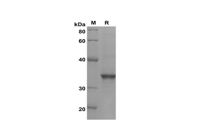 Валидация Elabscience PDEM100182(531)