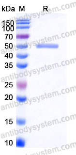 EHA80201, SDS-PAGE