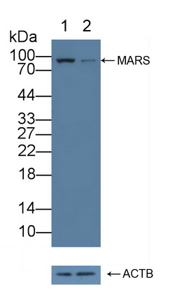 12260