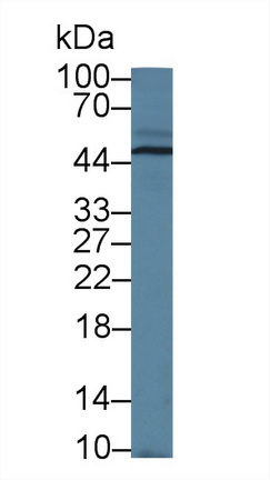 12710