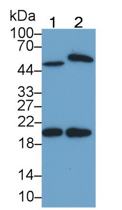 38768