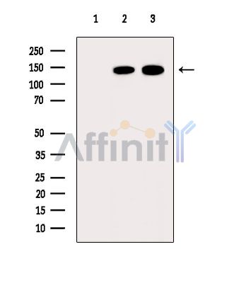 Валидация Affinity DF9855 - 22773