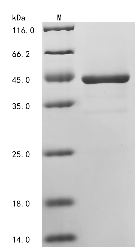 SDS-PAGE