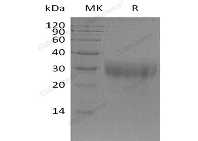 Валидация Elabscience PKSM041122(5039)
