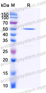 YHD79802, SDS-PAGE