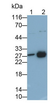 26865