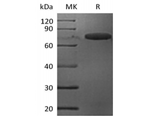 Валидация Elabscience PKSM041393(5271)