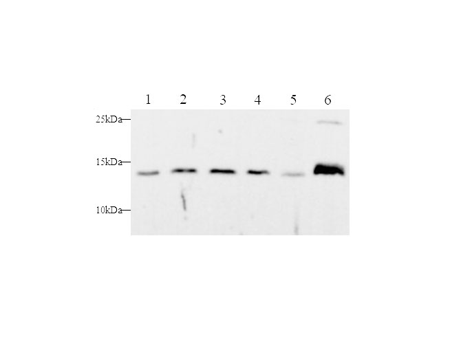 Валидация Elabscience D-AB-10419L