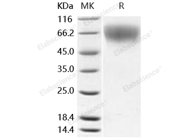 Валидация Elabscience PKSM040885(4837)