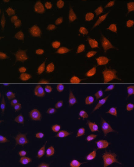 A13231, иммунофлуоресцентный анализ, клетки L929 (9081)