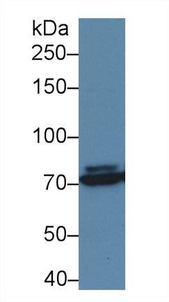 13558
