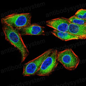 Валидация IF - AntibodySystem RHE75903