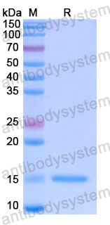 Валидация SDS-PAGE - AntibodySystem RHE36101