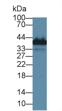 12853