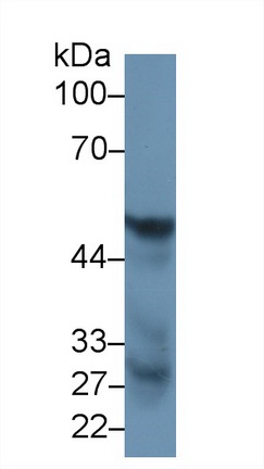 13345