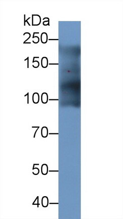 53431