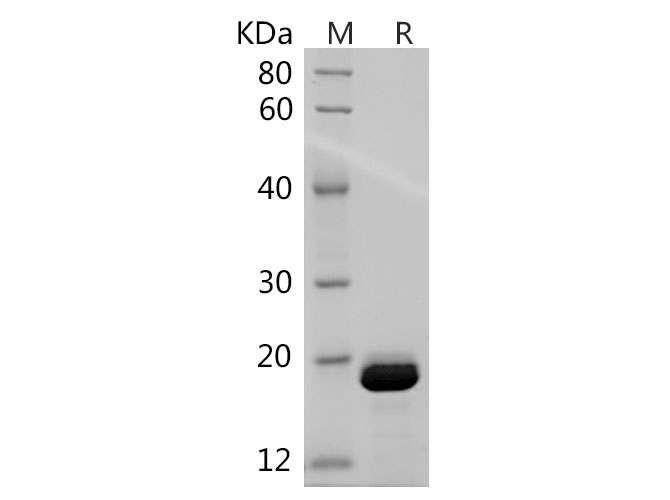 Валидация Elabscience PDEM100209(547)