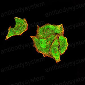 Валидация IF - AntibodySystem RHH16402