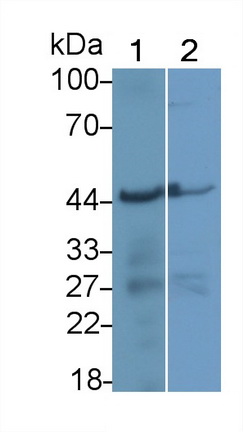 20462