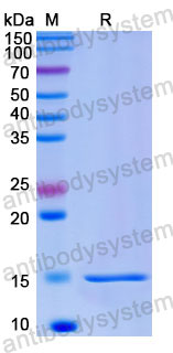 Валидация SDS-PAGE - AntibodySystem RHE38302