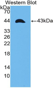 55467