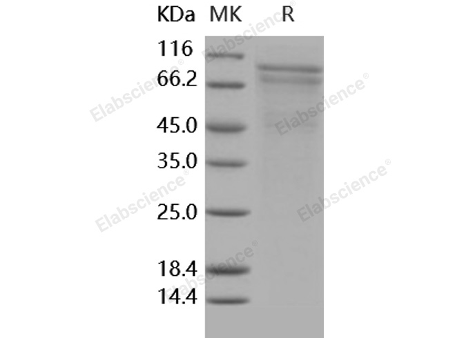 Валидация Elabscience PKSH031741(2377)